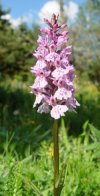 orchid