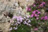 omgeving_chateau_bloem2.jpg 
